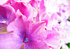 P009