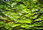 P001